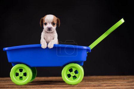 Téléchargez les photos : Petit chien mignon dans une voiture jouet - en image libre de droit