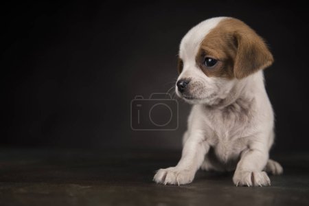 Photo for Dog on a black background - Royalty Free Image