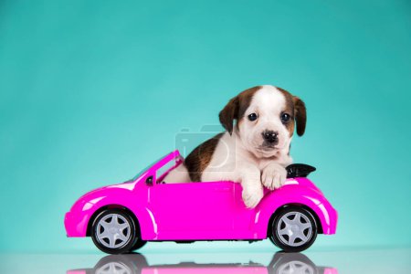 Téléchargez les photos : Chiot dans une voiture rose - en image libre de droit