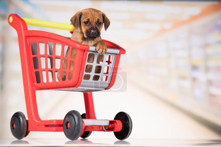Foto de Dog in a shopping cart - Imagen libre de derechos