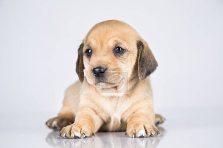 Foto de Un perro pequeño sobre un fondo blanco - Imagen libre de derechos