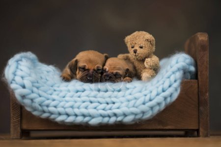 Photo for Dogs sleep on a small wooden bed - Royalty Free Image