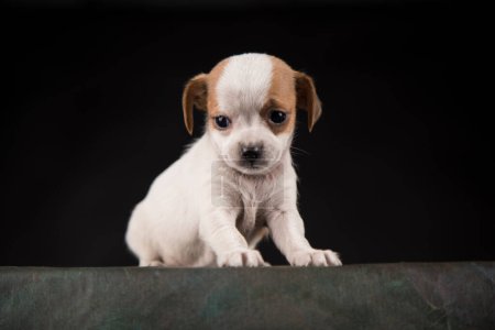 Foto de Little Puppy perro en un fondo negro - Imagen libre de derechos