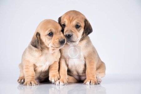 Foto de Dos perros, Mascotas, concepto de animales - Imagen libre de derechos