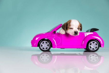Photo for Dog in a pink car - Royalty Free Image