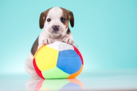 Foto de Un cachorro feliz está jugando con una pelota - Imagen libre de derechos