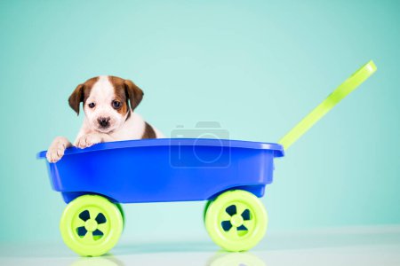 Foto de Pequeño perro en un carro de juguete - Imagen libre de derechos