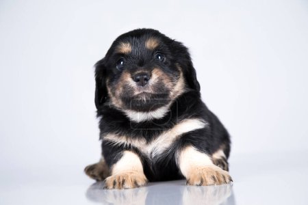 Téléchargez les photos : Petit chien sur fond blanc - en image libre de droit