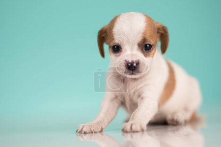 Photo for Pet, Little puppy dog, animals concept - Royalty Free Image