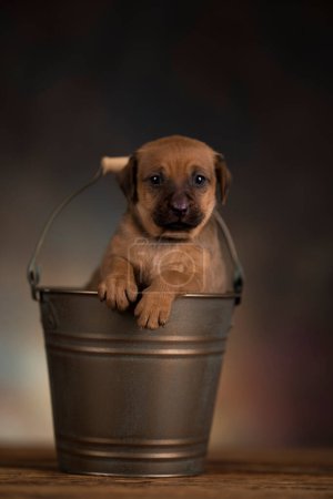 Foto de Perro en un cubo de metal - Imagen libre de derechos