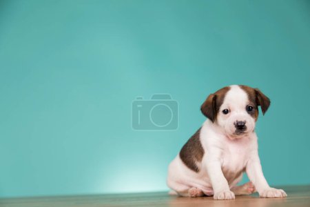 Photo for Cute puppy dog, animals concept - Royalty Free Image