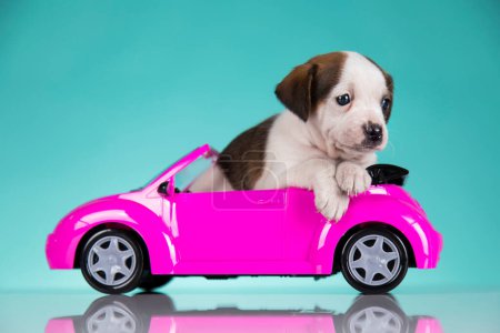 Téléchargez les photos : Mignon chien dans une voiture rose - en image libre de droit