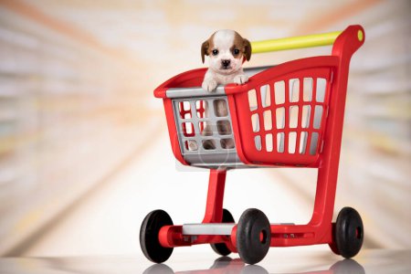 Foto de Un perro en un carrito de compras - Imagen libre de derechos