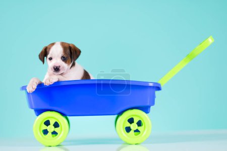 Foto de Pequeño perro lindo en un coche de juguete - Imagen libre de derechos