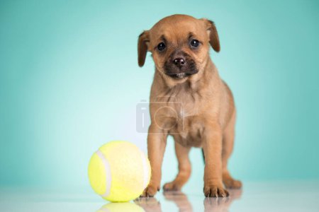 Téléchargez les photos : Chiot chien joue avec une balle - en image libre de droit
