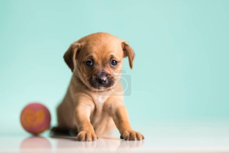 Photo for A happy puppy is playing with a ball - Royalty Free Image