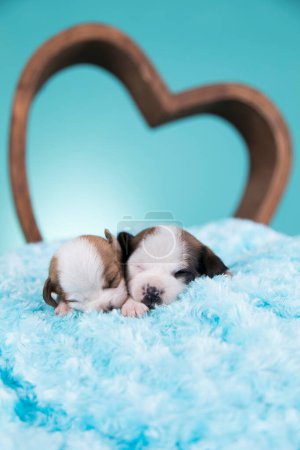 Photo for Love dogs in are sleeping - Royalty Free Image