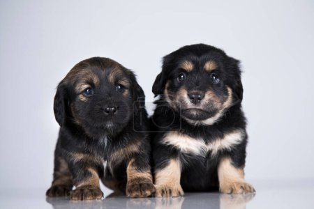 Photo for Cute puppies dogs, pet animals concept - Royalty Free Image
