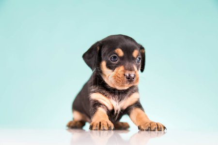 Téléchargez les photos : Pet, Petit chien chiot, concept animaux - en image libre de droit