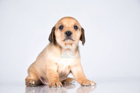 Téléchargez les photos : Petit chien sur fond blanc - en image libre de droit