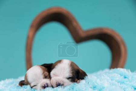 Téléchargez les photos : Les chiens d'amour dorment - en image libre de droit
