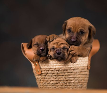 Photo for Dogs in a wicker basket - Royalty Free Image