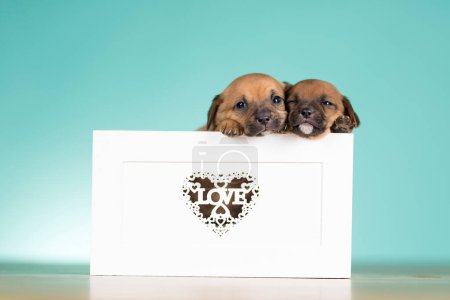 Photo for Love little dogs in are wooden deck - Royalty Free Image