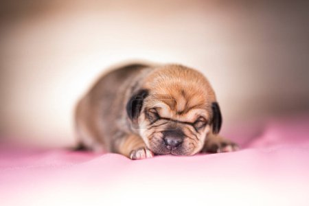 Téléchargez les photos : Chiot mignon chien dormir, concept d'animaux - en image libre de droit