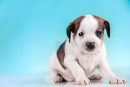 Foto de Mascotas, perrito pequeño, concepto de animales - Imagen libre de derechos