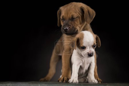Photo for Dog on a black background - Royalty Free Image