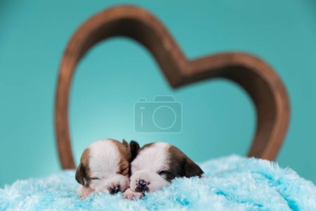 Photo for Dogs in love are sleeping - Royalty Free Image
