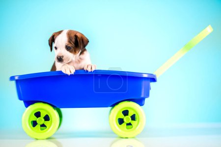Téléchargez les photos : Petit chien dans un chariot à jouets - en image libre de droit