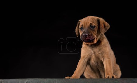 Foto de Perro pequeño sobre un fondo negro - Imagen libre de derechos