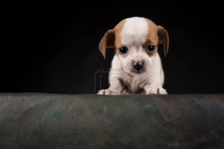 Téléchargez les photos : Petit chien sur fond noir - en image libre de droit