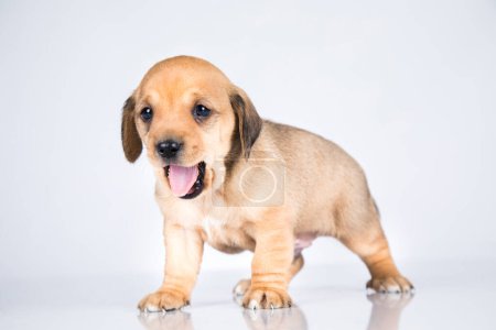 Photo for Little dog on a white background - Royalty Free Image