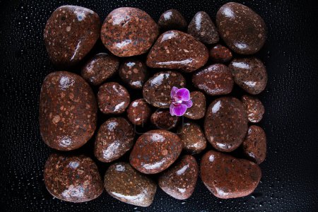 Téléchargez les photos : Cailloux roses avec des pierres sur un fond sombre. - en image libre de droit
