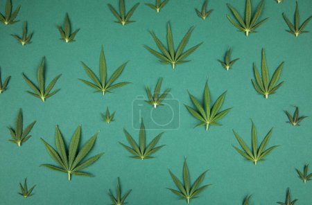 Téléchargez les photos : Feuille de marijuana sur fond vert. cannabis. - en image libre de droit