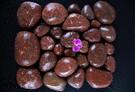 Téléchargez les photos : Stones and flower on black background - en image libre de droit