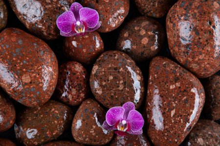 Téléchargez les photos : Fleurs d'orchidée pourpre sur la texture de pierre - en image libre de droit