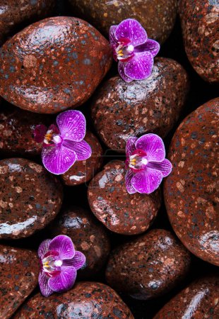 Téléchargez les photos : Pierres de spa avec des fleurs d'orchidée sur fond sombre. concept de spa - en image libre de droit