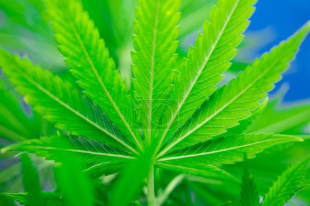Téléchargez les photos : Cannabis cultivé dans le jardin avec des feuilles de marijuana. - en image libre de droit