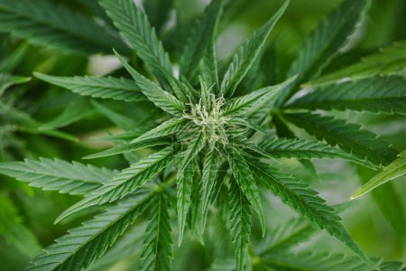 Téléchargez les photos : Plants de marijuana avec des feuilles de cannabis. - en image libre de droit