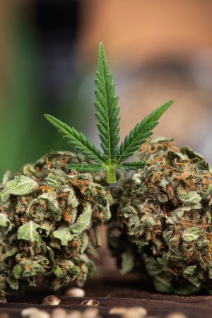 Téléchargez les photos : Bourgeon de marijuana dans un pot. - en image libre de droit