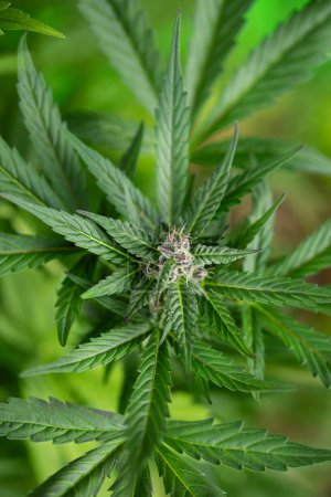 Foto de Primer plano de las hojas de cannabis
. - Imagen libre de derechos