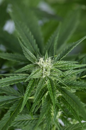 Téléchargez les photos : Feuille de cannabis verte sur le fond - en image libre de droit