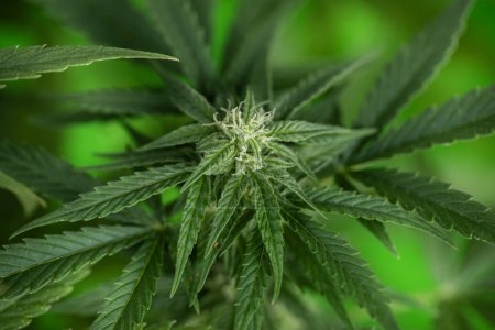Téléchargez les photos : Gros plan d'une plante de cannabis avec une grande feuille - en image libre de droit