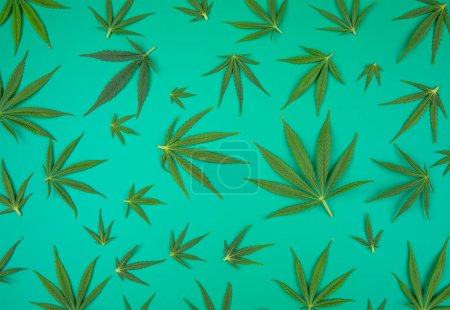 Téléchargez les photos : Feuilles de cannabis sur fond bleu, vue du dessus - en image libre de droit