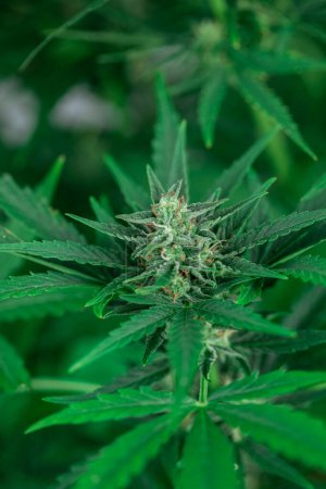 Téléchargez les photos : Plante de marijuana avec cannabis - en image libre de droit