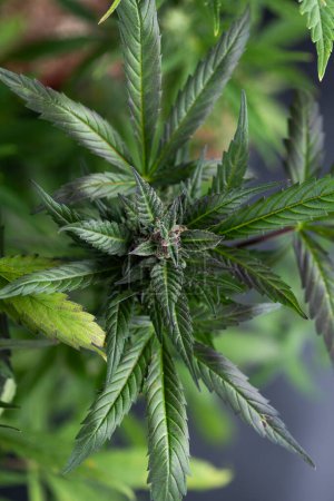 Téléchargez les photos : Gros plan de la plante de marijuana en pot. - en image libre de droit
