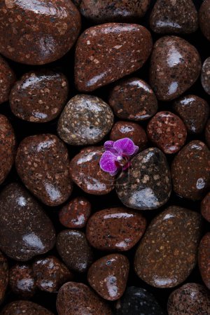 Foto de Flores rosadas sobre un fondo negro - Imagen libre de derechos